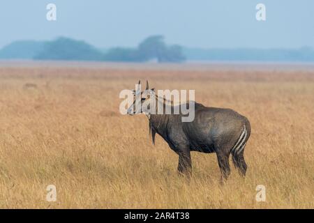 Nilgai in Grasland des Blackbuck National Park Velavedra, Gujarat Indien Stockfoto