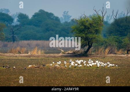 Black Headed Ibis Flock und andere winterliche Zugvogelarten, die in der Sonne schwelgen. Vögel, Lebensraum und Landschaft des keoladeo-nationalparks Stockfoto