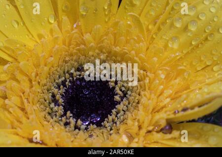 Schöne gelbe Gänseblümchen-Gerbera-Blume isoliert auf verschwommem Hintergrund. Blumenstrauß im Innenbereich. Tropfen Wasser und Regen auf den Kronblättern. Schließen Sie .macr Stockfoto