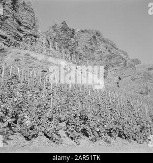 Mosel Blick auf den Weinberg Ãrziger WÃ¼rzgarten Datum: Undatierter Standort: Deutschland, Rheinland-Pfalz, Westdeutschland, Ãrzig Schlüsselwörter: Hügel, Flüsse, Weinanbau Stockfoto