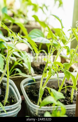 Tomatenpflanzen in Töpfen aus Torf und Papier am Fenster. Austausch von Kunststoff durch umweltfreundliches, biologisch abbaubares Material. Nahaufnahme. Selektiver Fokus Stockfoto