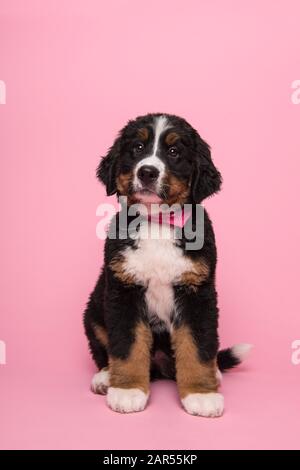 Süßer Berner Berghund mit einem rosafarbenen Schal im Hintergrund Stockfoto