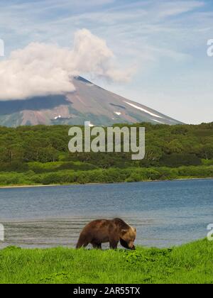 Braunbär( Ursus arctos) und Ilynski-Vulkan. Kurilensee. Kamtschatka. Sibirien. Russland Stockfoto