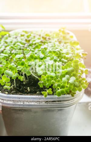 Salat- und Brunnensämlinge werden an einem Fenster zum Pflanzen in einem Gewächshaus angebaut. Kopierbereich. Stockfoto