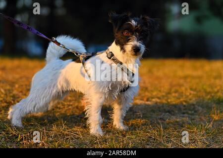 Schönes kleines Haustier - Hund. Jack russell Terrier draußen auf einem Spaziergang. Stockfoto