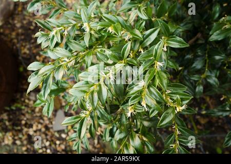 Immergrüner blühender Strauch Sarcocca confusa mit glänzenden dunkelgrünen Blättern und winzigen, stark duftenden Blumen - ein seltenes Erlebnis im Winter Stockfoto