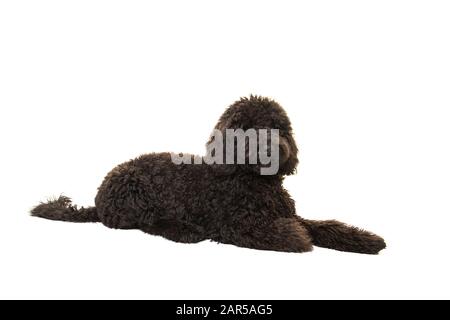 Schwarzes Labradoodle, isoliert auf weißem Hintergrund liegend Stockfoto
