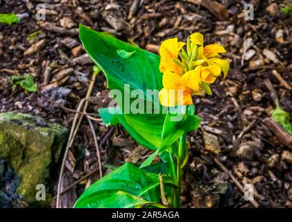 Indische Schußpflanze in Blüte, tropische Pflanzenspezialitäten aus Asien, Amerika und Afrika Stockfoto