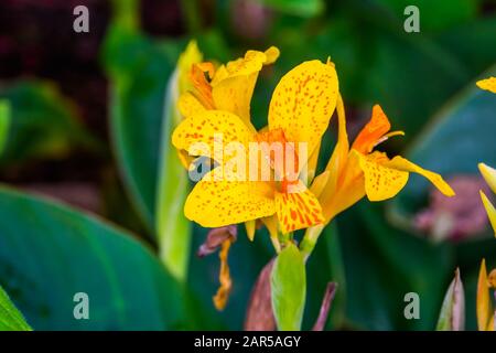 Schöne bunte Blumen einer afrikanischen Pfeilwurzelpflanze in Nahaufnahme, tropische Zierpflanzenspezialitäten aus Asien, Amerika und Afrika Stockfoto