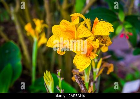 Wunderschöne gelbe Blumen einer indischen Schußpflanze, tropische Pflanzenspezialitäten aus Asien, Amerika und Afrika Stockfoto