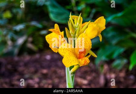 Blühende Blumen einer afrikanischen Pfeilwurzelpflanze, wunderschöne tropische Zierpflanzenspezialitäten aus Asien, Amerika und Afrika Stockfoto