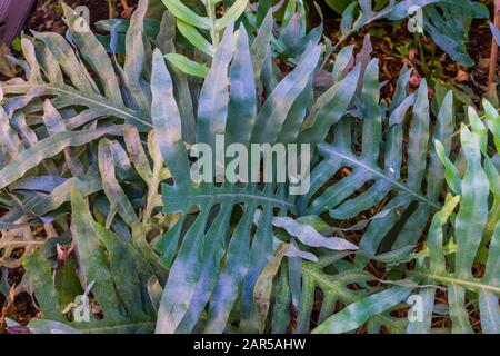 Nahaufnahme der Blätter eines goldenen Serpentfarns, beliebter tropischer Pflanzenspezialitäten im Gartenbau Stockfoto