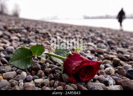 Hamburg, Deutschland. Januar 2020. Eine einzelne rote Rose liegt bei Ebbe am Strand an der Elbe bei Övelgönne. Kredit: Christian Charisius / dpa / Alamy Live News Stockfoto