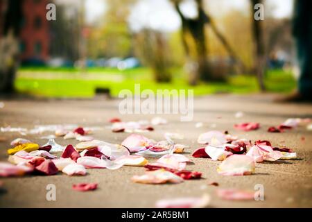 Ein zerbrochenes Champagnerglas liegt auf dem Gehweg unter den Rosenblättern, dicht oben Stockfoto