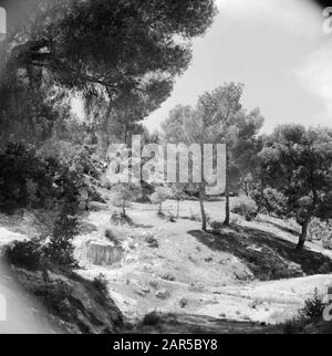 Naher Osten 1950-1955: Jordanien In der Landschaft von Gilead Datum: 1950 Ort: Gilead, Jordan Stichwörter: Bäume, Panorama Stockfoto