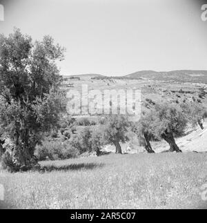 Naher Osten 1950-1955: Jordanien In der Landschaft von Gilead Datum: 1950 Ort: Gilead, Jordan Stichwörter: Bäume, Panorama Stockfoto