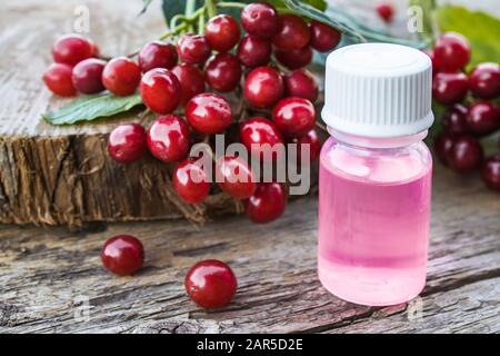 Tinktur mit Viburnum, ätherischen Öl oder einem Elixier mit Viburnumbeeren auf einem Holztisch in der Nähe eines Zweiges aus rotem Viburnum. Heilkräutermedizin. Stockfoto