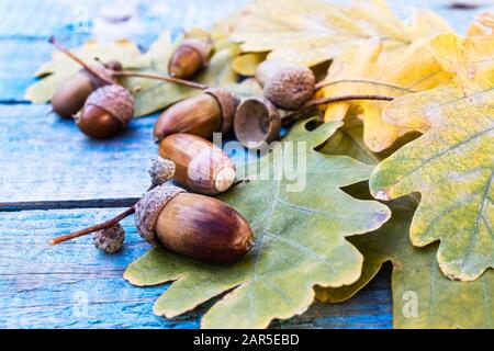 Herbst-Eicheln und gelbe Blätter auf blauen Altbrettern. Hintergrund mit Herbst-Akornen. Nahaufnahme. Stockfoto