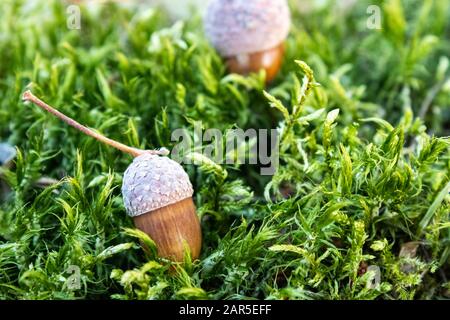 Herbst-Eicheln auf grünem Moos. Hintergrund mit Herbst-Akornen. Nahaufnahme. Stockfoto