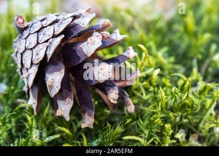 Herbstkegel von einem Weihnachtsbaum auf grünem Moos. Hintergrund mit Herbstkegeln. Nahaufnahme. Stockfoto