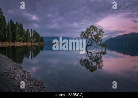 Dieser Wanaka-Baum, Neuseeland Stockfoto