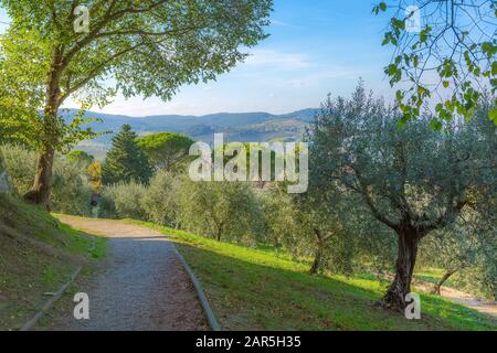 Kiefern- und Olivenbäume in San Gimignano, der Toskana, Italien und Weinberge in der Umgebung Stockfoto