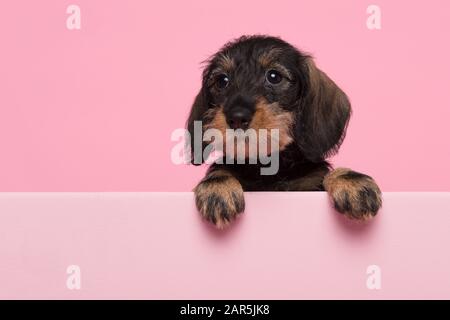 Porträt eines minitorigen Dachshund Welpen auf pinkfarbenem Hintergrund mit Platz für Kopien Stockfoto