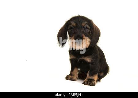 Sitzender Mini-Dachshund Welpe, der die Kamera isoliert auf einem weißen Hintergrund betrachtet Stockfoto