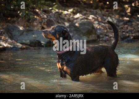 Schwarz Rottweiler in einem See umgeben von viel Grün unter Sonnenlicht Mit einem verschwommenen Hintergrund Stockfoto