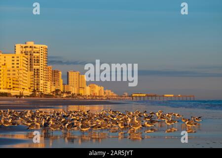 Möwen ernähren sich vom Strand, an dem Eigentumswohnungen während eines Sonnenaufgangs den Horizont am Daytona Beach, Florida, einzeichnen. Stockfoto