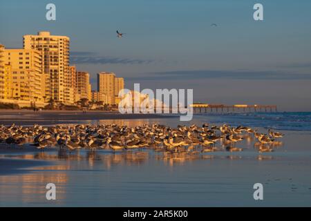 Möwen ernähren sich vom Strand, an dem Eigentumswohnungen während eines Sonnenaufgangs den Horizont am Daytona Beach, Florida, einzeichnen. Stockfoto