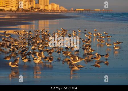 Möwen ernähren sich vom Strand, an dem Eigentumswohnungen während eines Sonnenaufgangs den Horizont am Daytona Beach, Florida, einzeichnen. Stockfoto