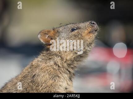 Selektive Fokusaufnahme eines niedlichen Murmeltieres, der nach oben schaut Stockfoto