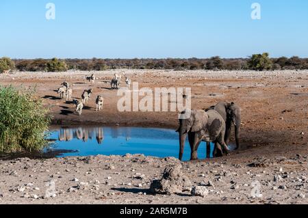 Afrikanische Elefanten, Zebras und Antilopen treffen in der Nähe von einem Wasserloch im Etosha National Park, Namibia. Stockfoto