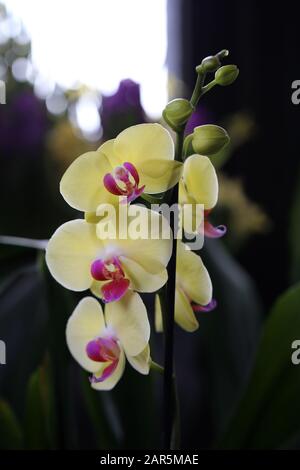 Nahaufnahme einer Phaleonopsis Orchideenpflanze mit bicolored Blumen, die gelb und violett blühen. Weicher bokeh dunkelgrüner Hintergrund. Schön! Stockfoto