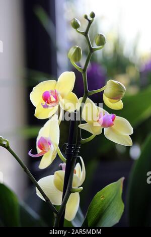 Nahaufnahme einer Phaleonopsis Orchideenpflanze mit bicolored Blumen, die gelb und violett blühen. Weicher bokeh dunkelgrüner Hintergrund. Schön! Stockfoto