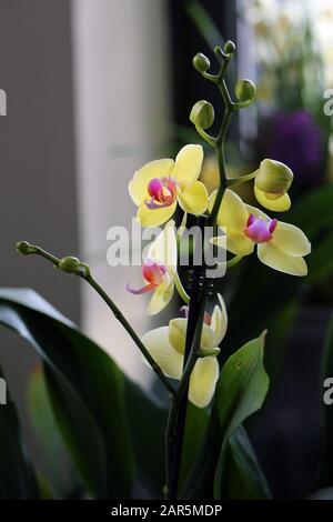 Nahaufnahme einer Phaleonopsis Orchideenpflanze mit bicolored Blumen, die gelb und violett blühen. Weicher bokeh dunkelgrüner Hintergrund. Schön! Stockfoto