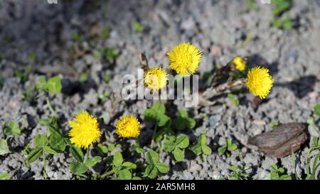 Coltsfoot (Tussilago farfarfarfarfara) Blumen, die im Frühjahr in Südfinnland fotografiert wurden. Niedliche und kleine gelbe Blumen mit braunem/grünem Boden. Stockfoto