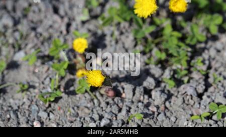 Coltsfoot (Tussilago farfarfarfarfara) Blumen, die im Frühjahr in Südfinnland fotografiert wurden. Niedliche und kleine gelbe Blumen mit braunem/grünem Boden. Stockfoto