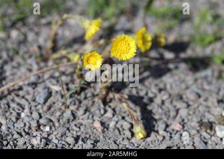 Coltsfoot (Tussilago farfarfarfarfara) Blumen, die im Frühjahr in Südfinnland fotografiert wurden. Niedliche und kleine gelbe Blumen mit braunem/grünem Boden. Stockfoto