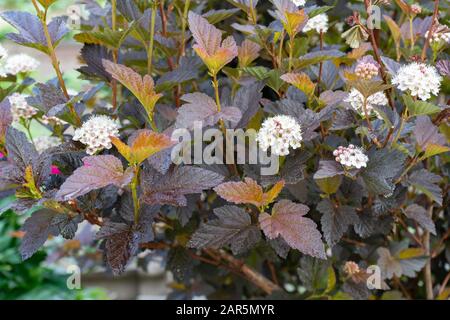 Nahaufnahme zu den Ninebrindenblüten Physocarpus opulifolius . Selektiver Fokus, geringe Schärfentiefe. Stockfoto