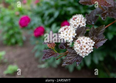 Nahaufnahme zu den Ninebrindenblüten Physocarpus opulifolius . Selektiver Fokus, geringe Schärfentiefe. Stockfoto