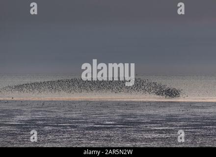 Watvögel murmeln in den goldenen und blauen Stunden des Tages über Den Wash, Norfolk Stockfoto