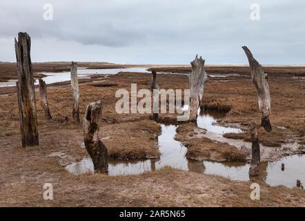 Alte Baumstümpfe auf Salzwiesen von Thornham, Norfolkküste, East Anglia Stockfoto