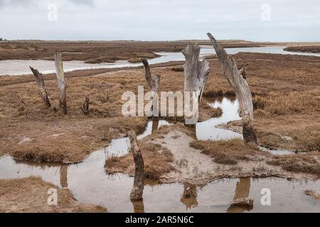 Alte Baumstümpfe auf Salzwiesen von Thornham, Norfolkküste, East Anglia Stockfoto