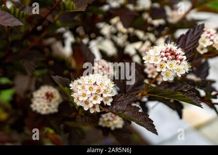 Nahaufnahme zu den Ninebrindenblüten Physocarpus opulifolius . Selektiver Fokus, geringe Schärfentiefe. Stockfoto