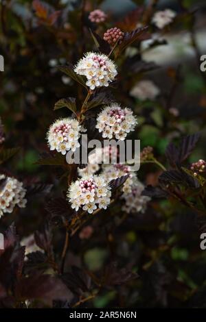 Nahaufnahme zu den Ninebrindenblüten Physocarpus opulifolius . Selektiver Fokus, geringe Schärfentiefe. Stockfoto