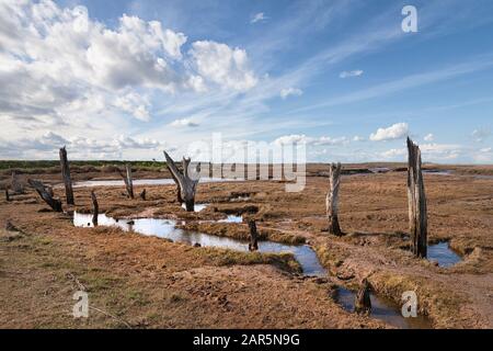 Alte Baumstümpfe auf Salzwiesen von Thornham, Norfolkküste, East Anglia Stockfoto