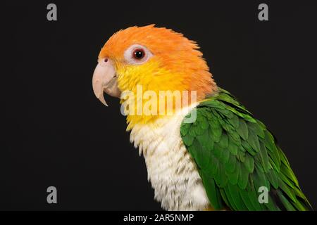 Porträt eines Caique-Vogels von der Seite auf schwarzem Hintergrund Stockfoto