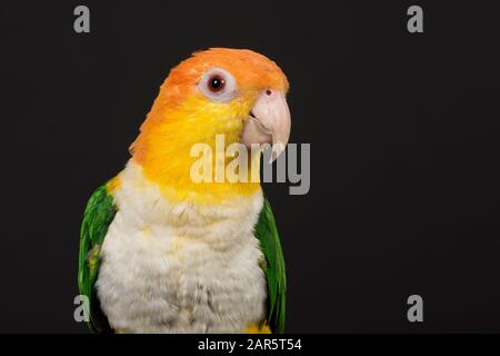 Porträt eines Caique-Vogels von vorne auf schwarzem Hintergrund Stockfoto